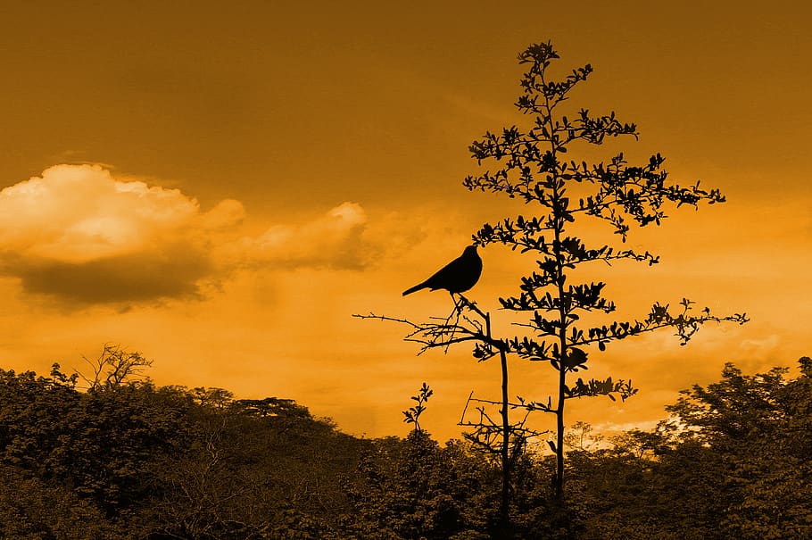 birds, notes, art, animal, natural, forest, nature, life, cold HD wallpaper