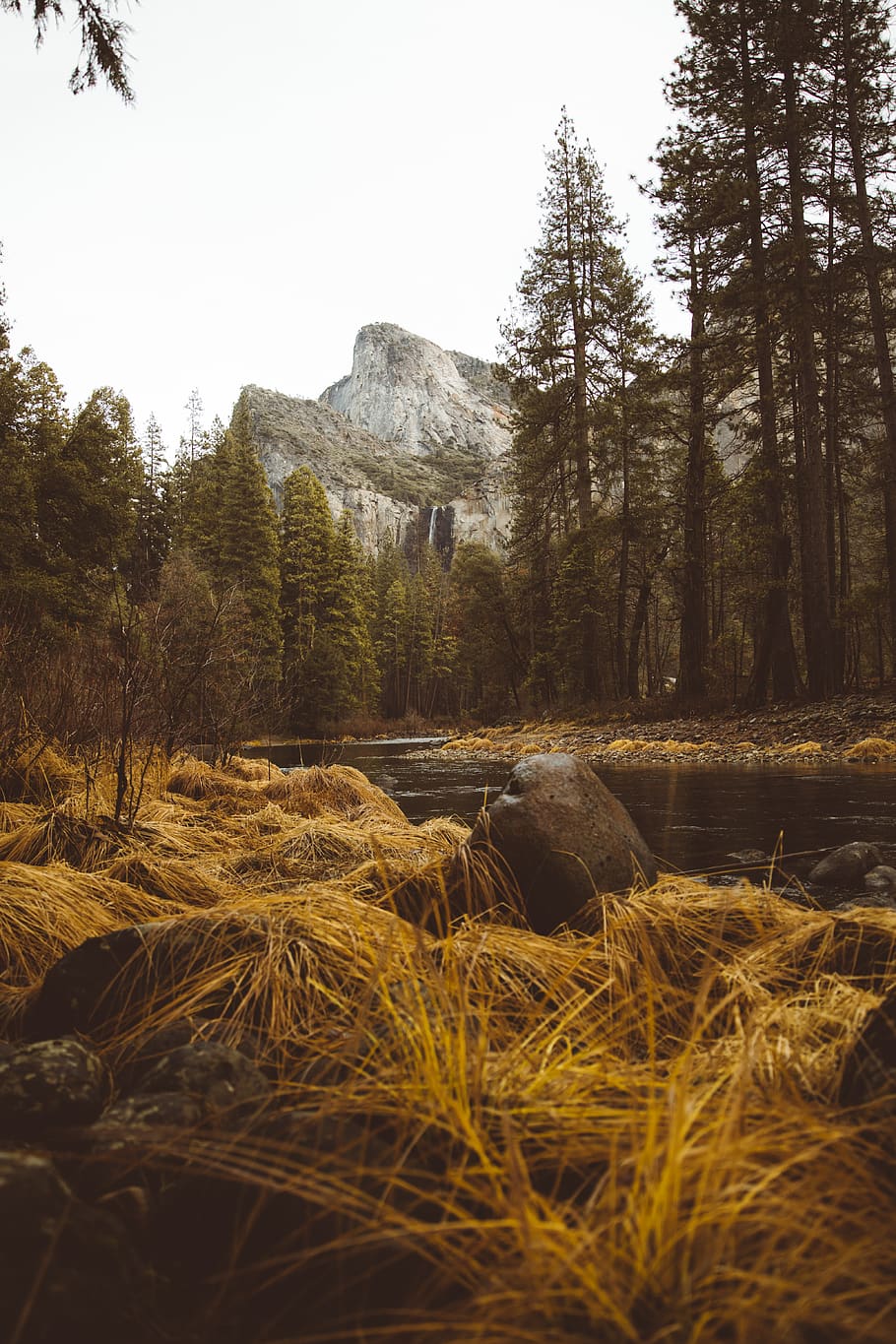 pine trees near mountain, plant, water, sky, tranquility, nature HD wallpaper