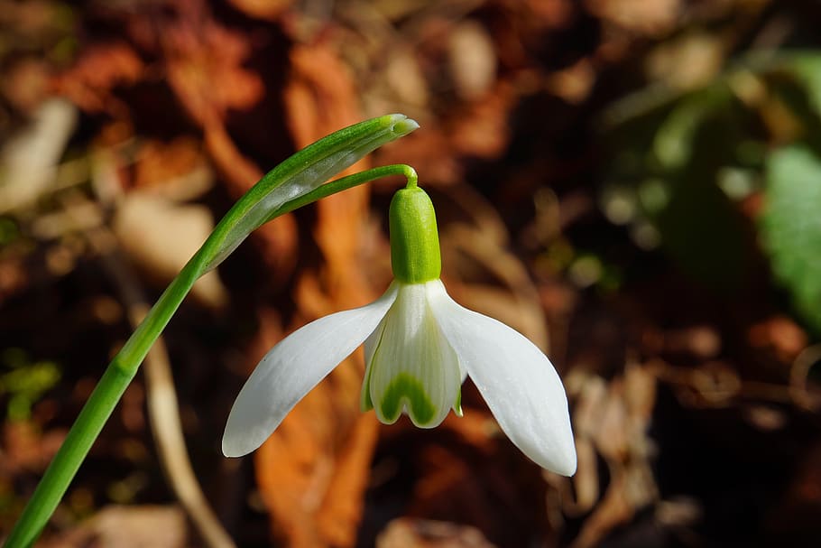 White Petaled Flower, bloom, blossom, bud, calyx, close-up, common snowdrop HD wallpaper
