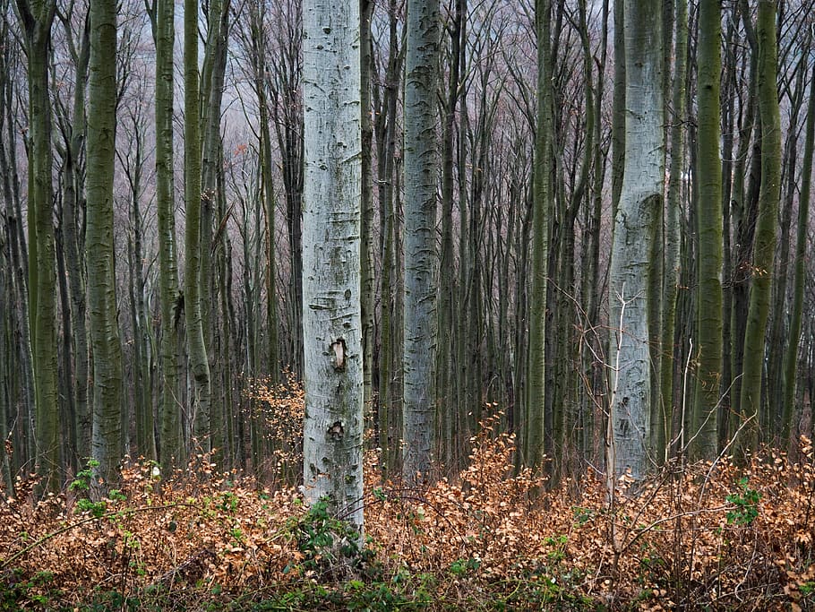 Ground forest. Серо березовый. Серая Березка.