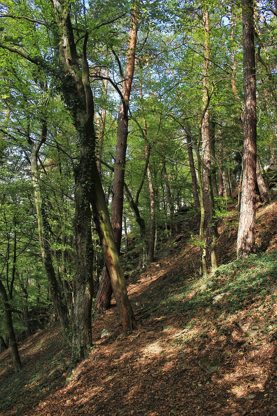 tree, plant, forest, land, tree trunk, tranquility, growth HD wallpaper