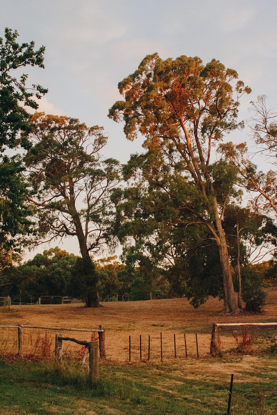 tree outdoor during daytime, plant, barrier, fence, boundary HD wallpaper