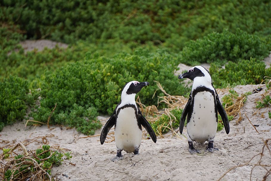 penguins, bird, boulders beach, south africa, african penguin