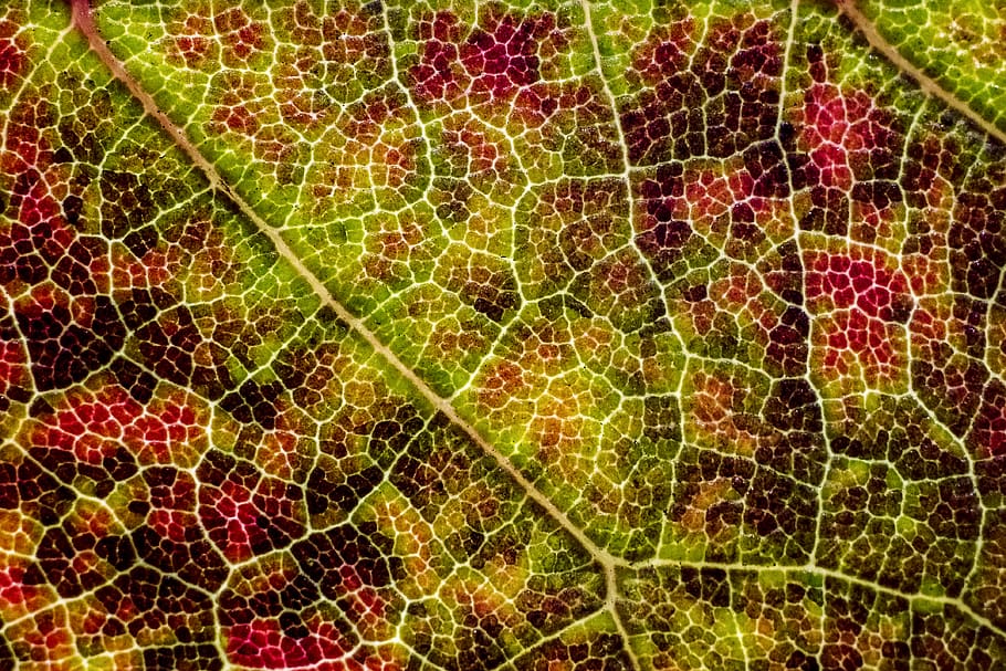 full frame, plant part, leaf, no people, close-up, green color HD wallpaper