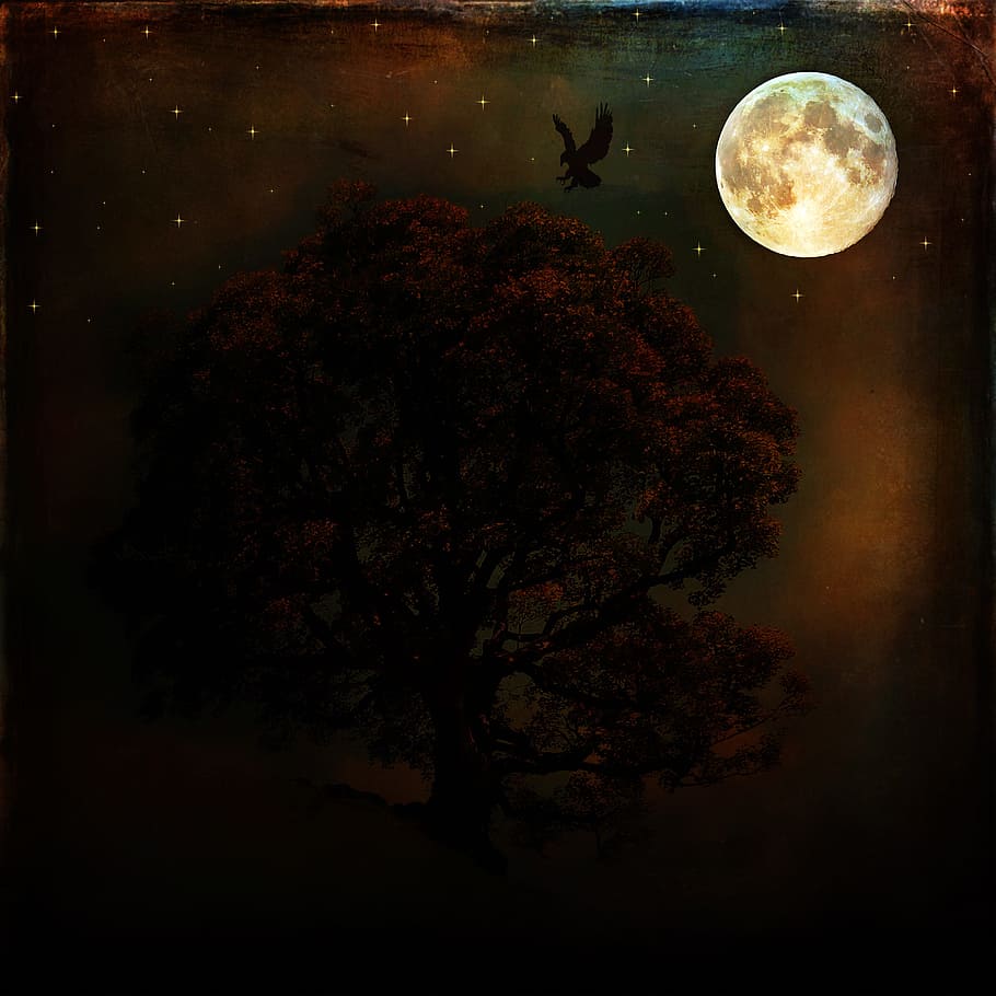 night, nature, bird, tree, stars, moon, full moon, astronomy HD wallpaper