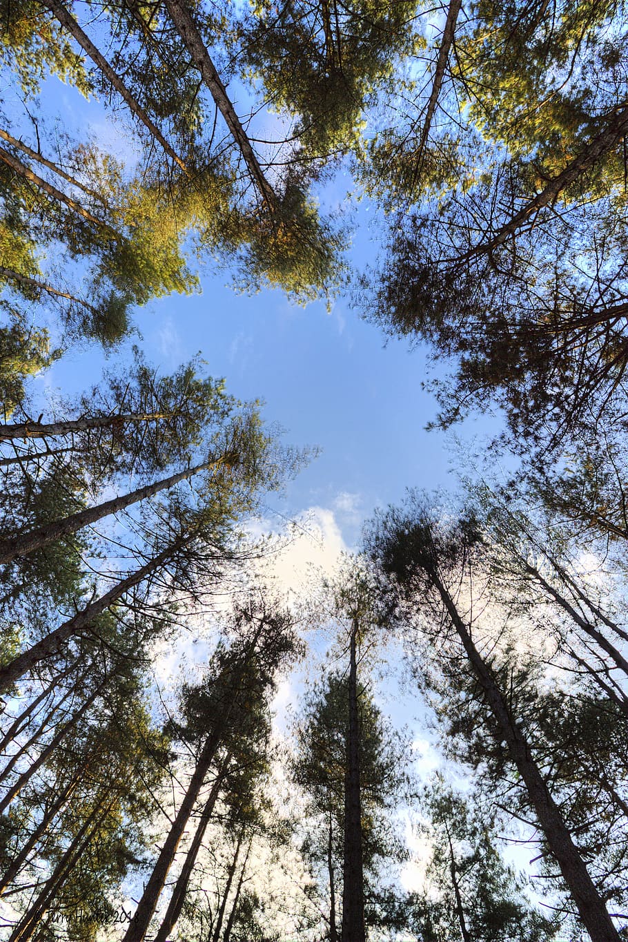 woods, trees, sky, forest, nature, landscape, autumn, fall HD wallpaper