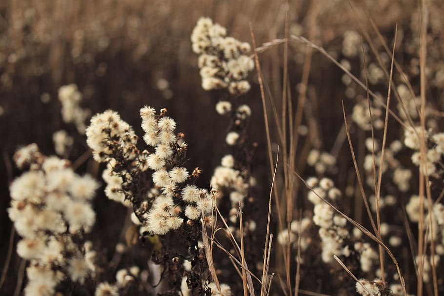 wallpaper, autumn, winter, plant, growth, nature, close-up HD wallpaper