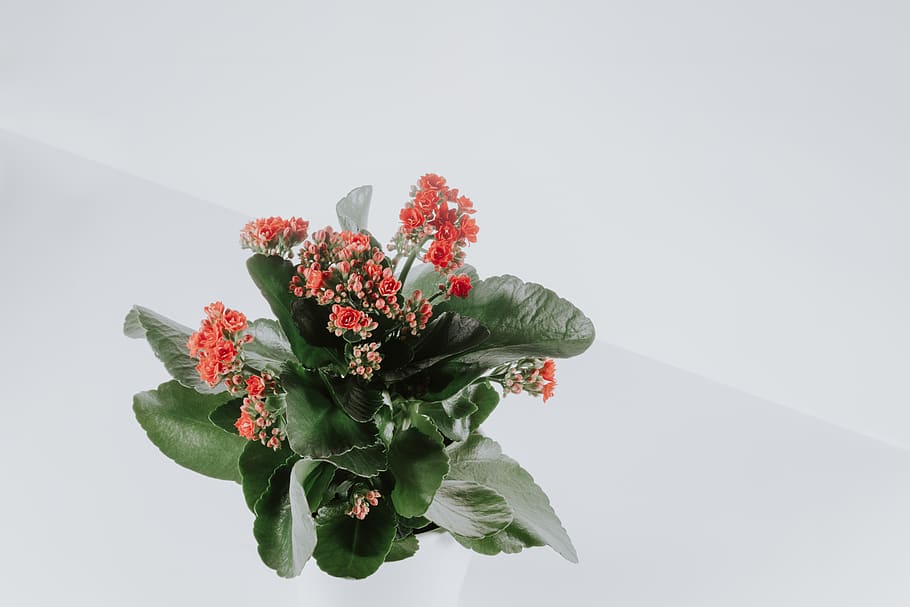 red petaled flowers, plant, flowering plant, beauty in nature HD wallpaper
