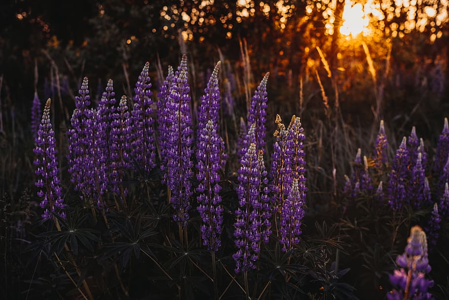 hyacinth near trees, purple, flowering plant, growth, beauty in nature HD wallpaper