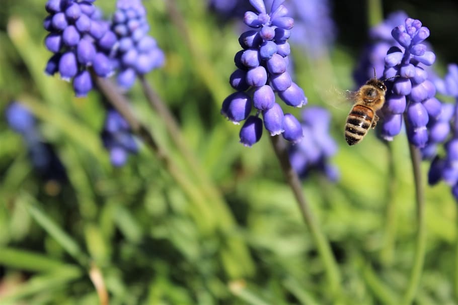 muscari, bee, flowers, sprinkle, insect, nature, plant, garden HD wallpaper