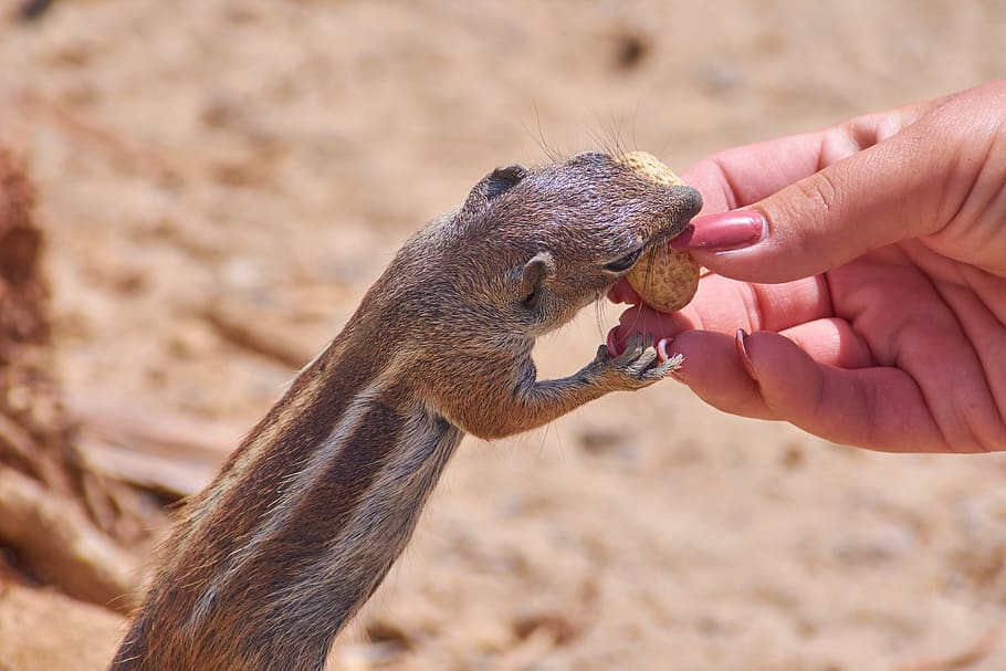 gophers, eat, feed, hand, peanut, nature, animal world, sand HD wallpaper
