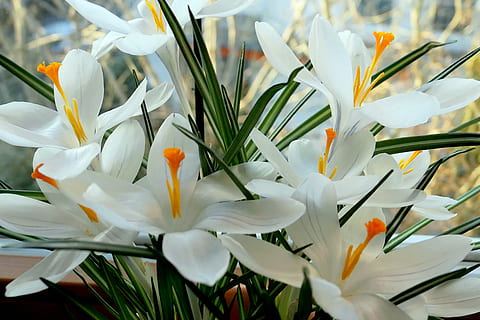 crocus, flower, flowers temple, spring, nature, plant, spring flower HD wallpaper