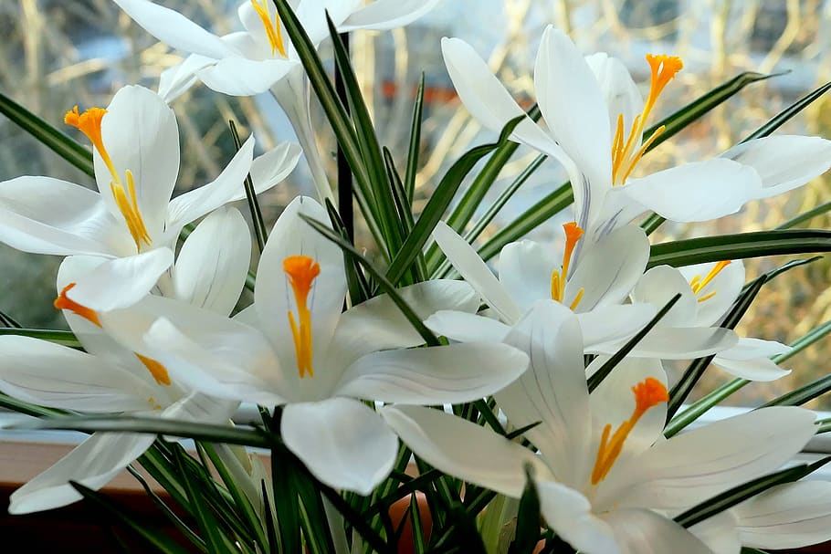 crocus, flower, flowers temple, spring, nature, plant, spring flower HD wallpaper