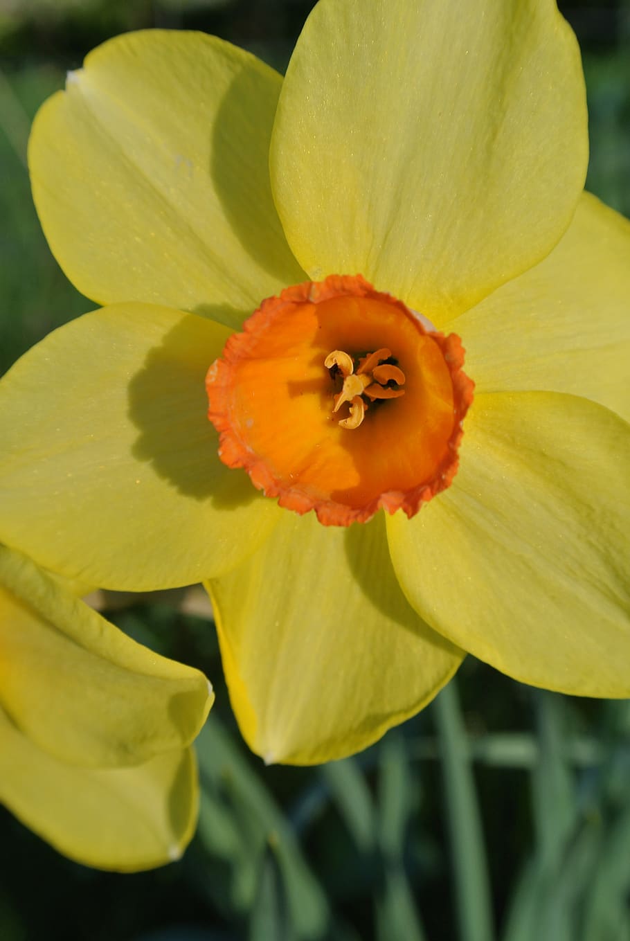 narcissus, daffodil, spring, flower, flowering plant, fragility HD wallpaper