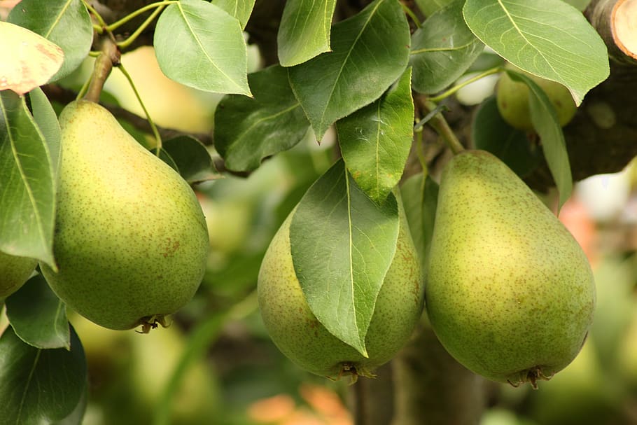 pear, tree, green, fruit, nature, summer, environment, ecology HD wallpaper