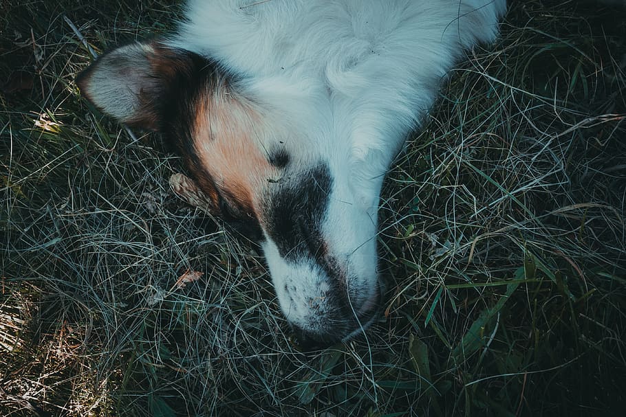 dog lying on grasses, animal, muzzle, asleep, sleeping, head HD wallpaper