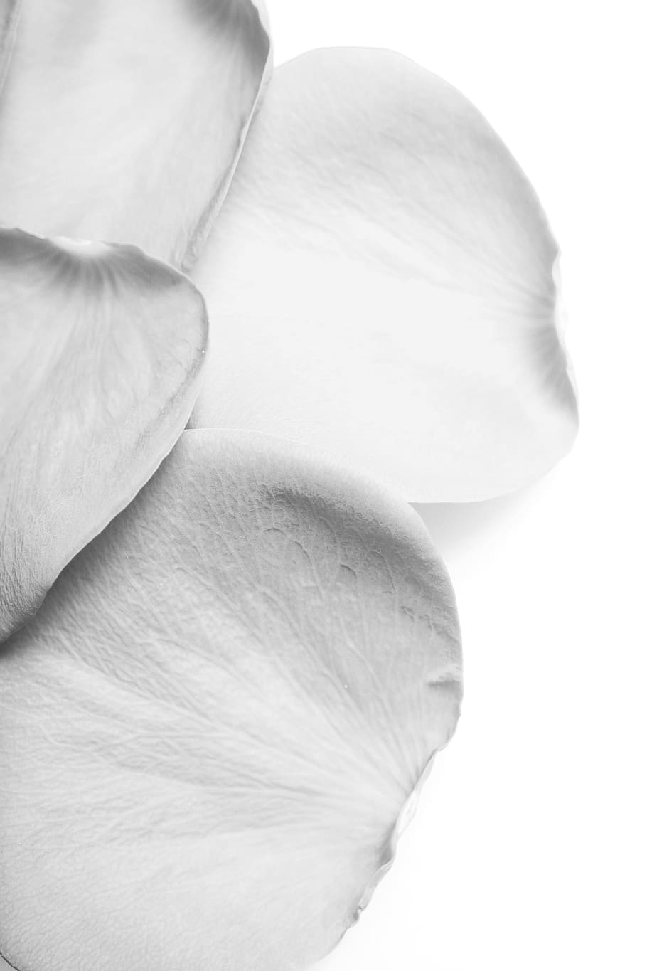 background, birthday, bloom, blossom, bud, card, floral, flower HD wallpaper