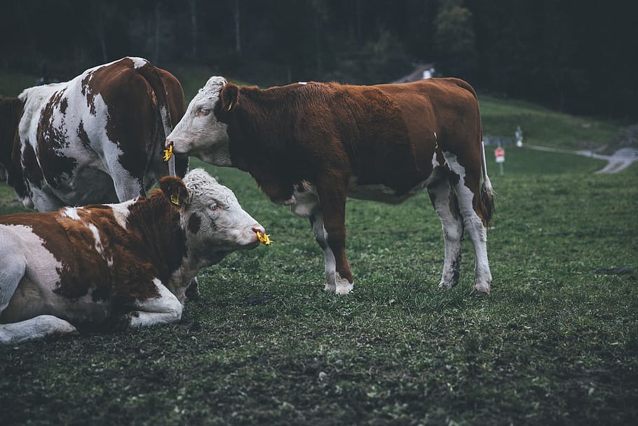 cattle on grass, mammal, animal, animal themes, vertebrate, pets HD wallpaper