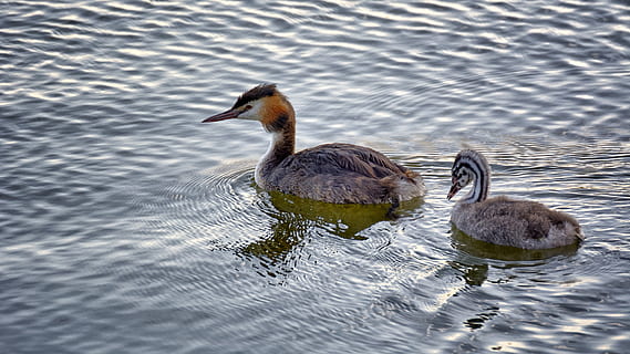 grebe, water, young, bird, swimming, animal world, great crested grebe HD wallpaper