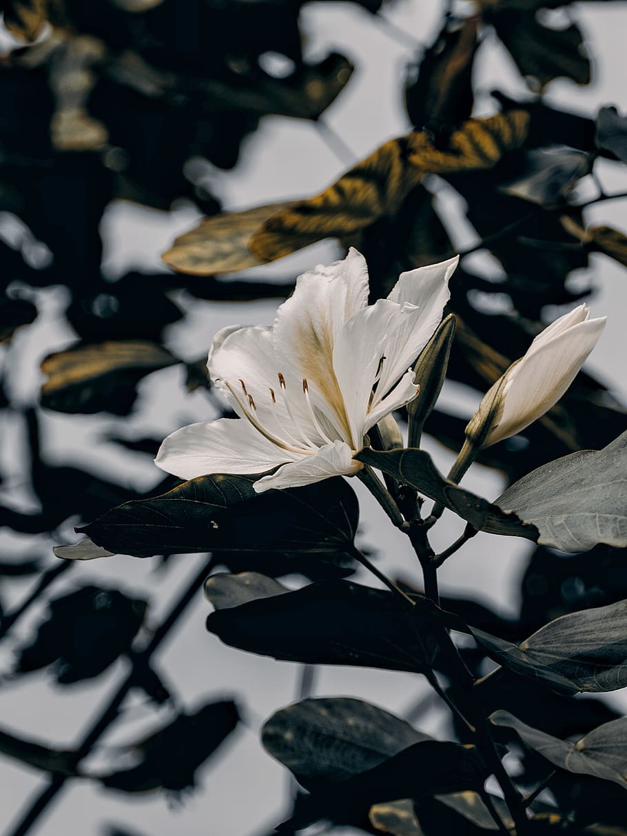 white petaled flower, plant, lily, blossom, animal, bird, pond lily HD wallpaper