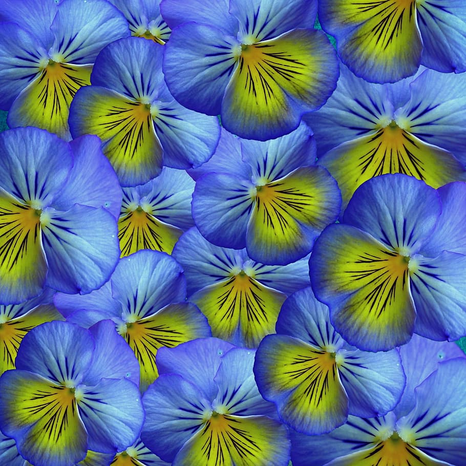 flower, fresh, freshness, nature, garden, blooming, full frame HD wallpaper