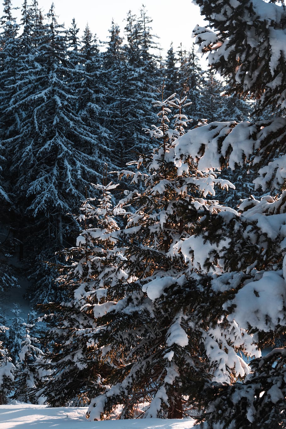 snow covered trees, winter, cold temperature, plant, no people HD wallpaper