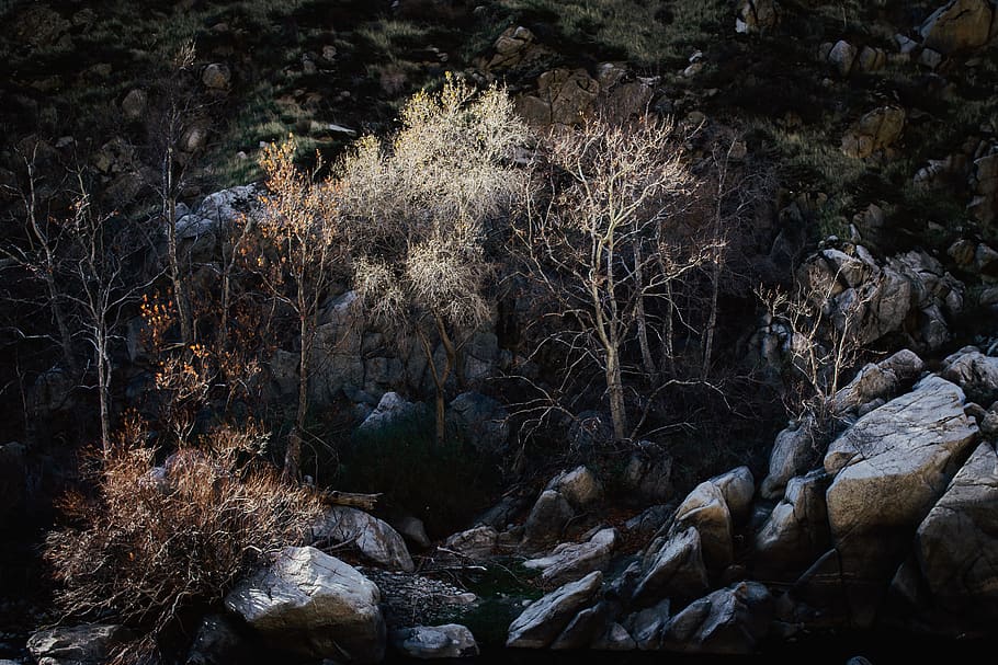 leafless trees surrounded by rocks, nature, outdoors, ice, united states HD wallpaper