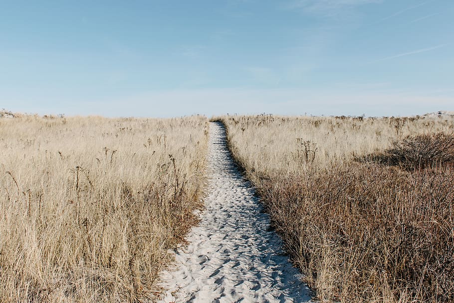 prairie, path, field, scenic, natural, adventure, wilderness HD wallpaper