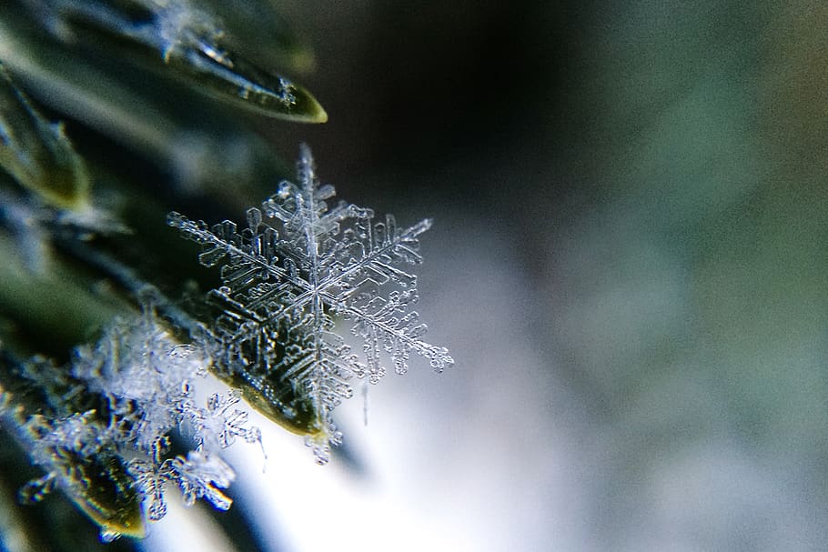 close-up, cold temperature, frozen, winter, snow, plant, nature HD wallpaper