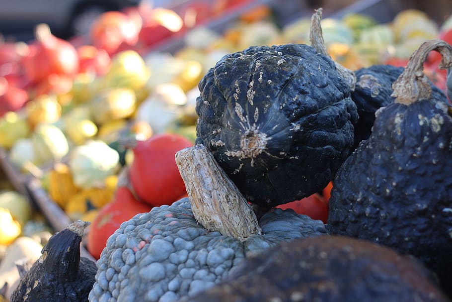 germany, leipheim, pumpkin, vertebrate, animal themes, focus on foreground HD wallpaper