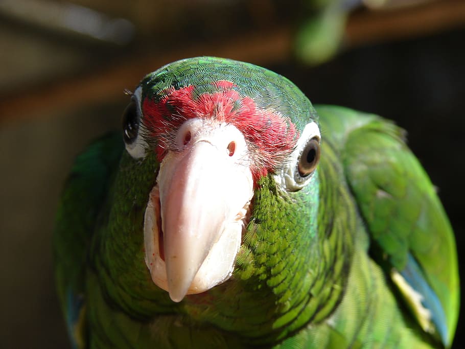 close, upclose, parrot, green, nature, bird, animal, animal themes HD wallpaper