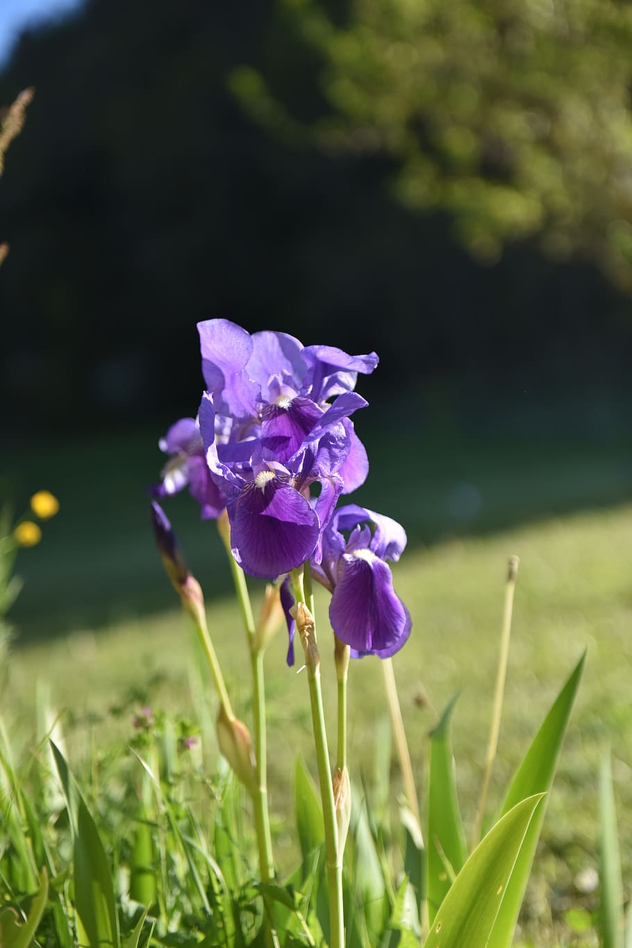 flower, violet, iris, nature, purple, spring, flowering plant, HD wallpaper