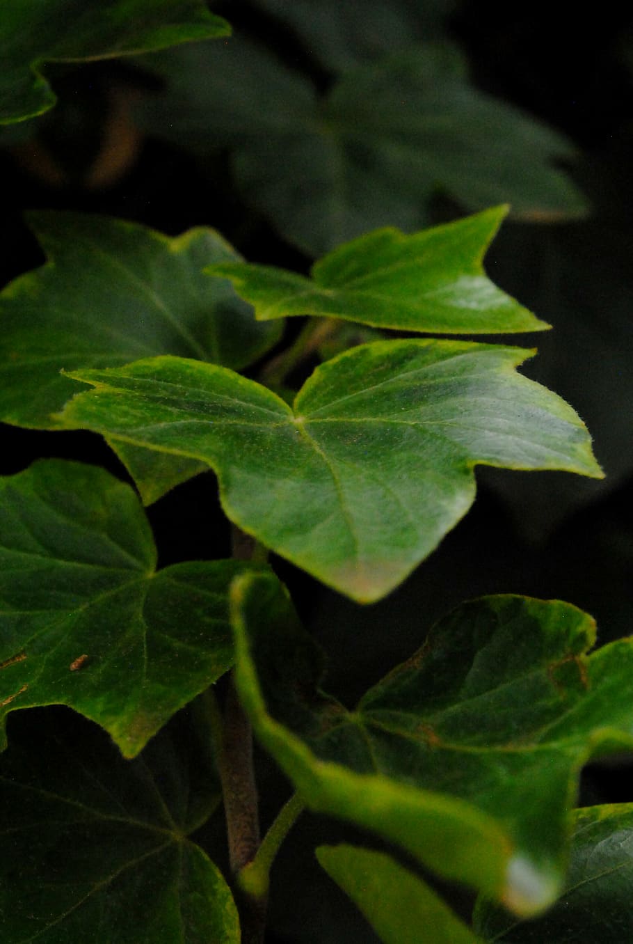 leaf, plant, ivy, pretoria, south africa, macro, green, leaves, HD wallpaper