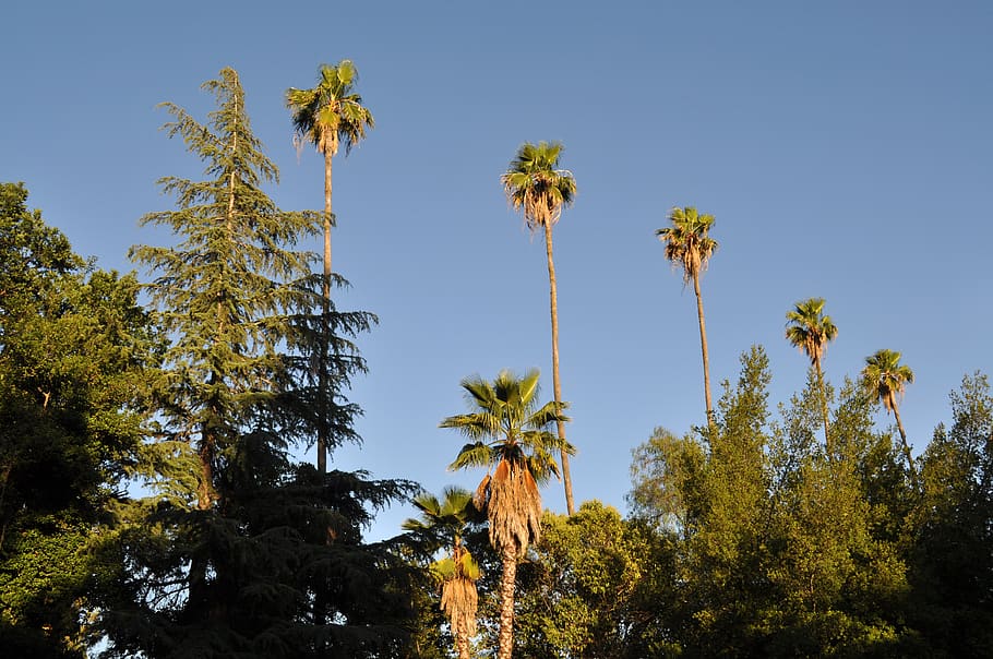 palms, palm trees, nature, plant, sky, growth, low angle view HD wallpaper
