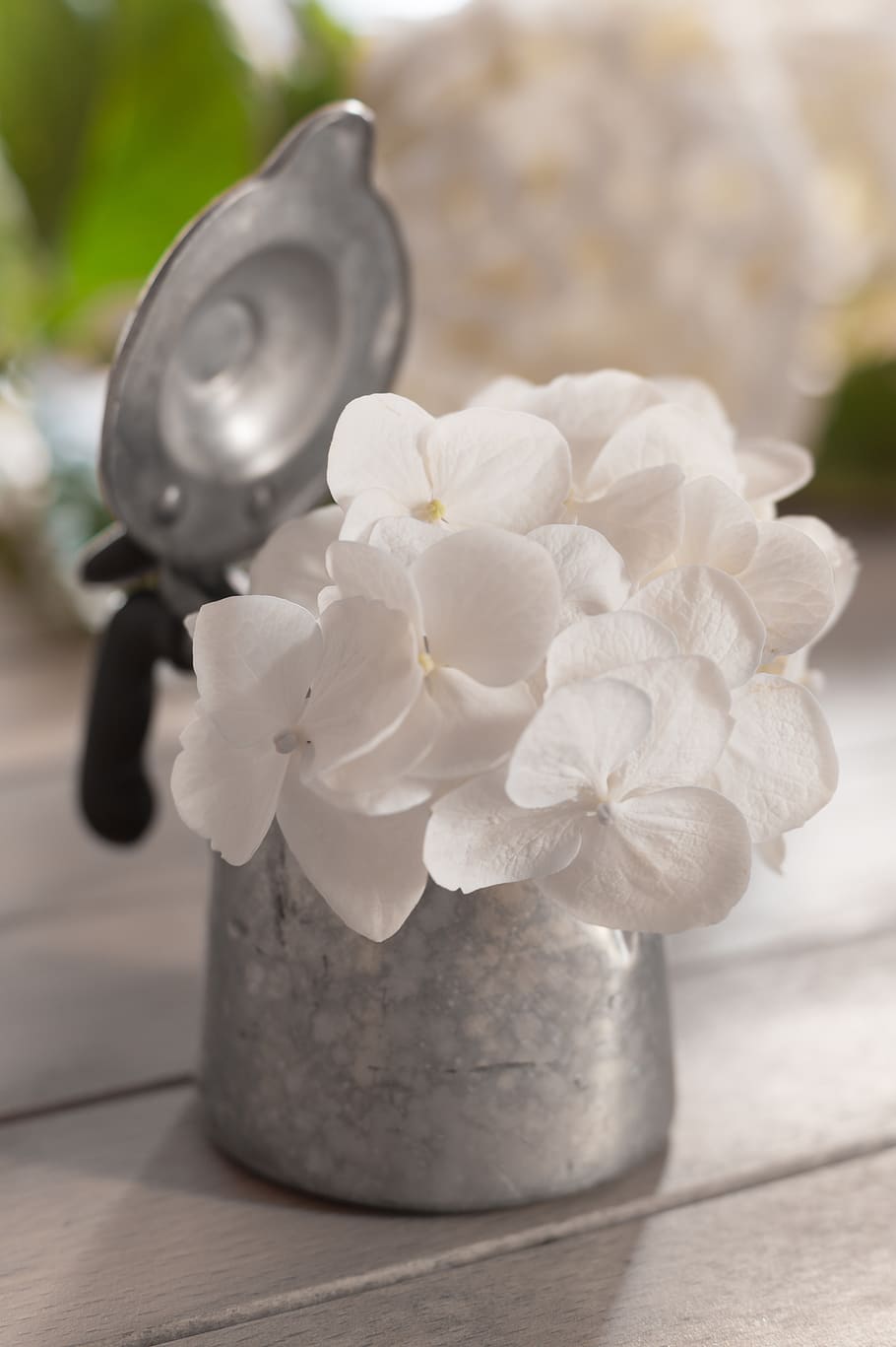 hydrangea, white, summer, pure, flower, flowers, nature, nice HD wallpaper