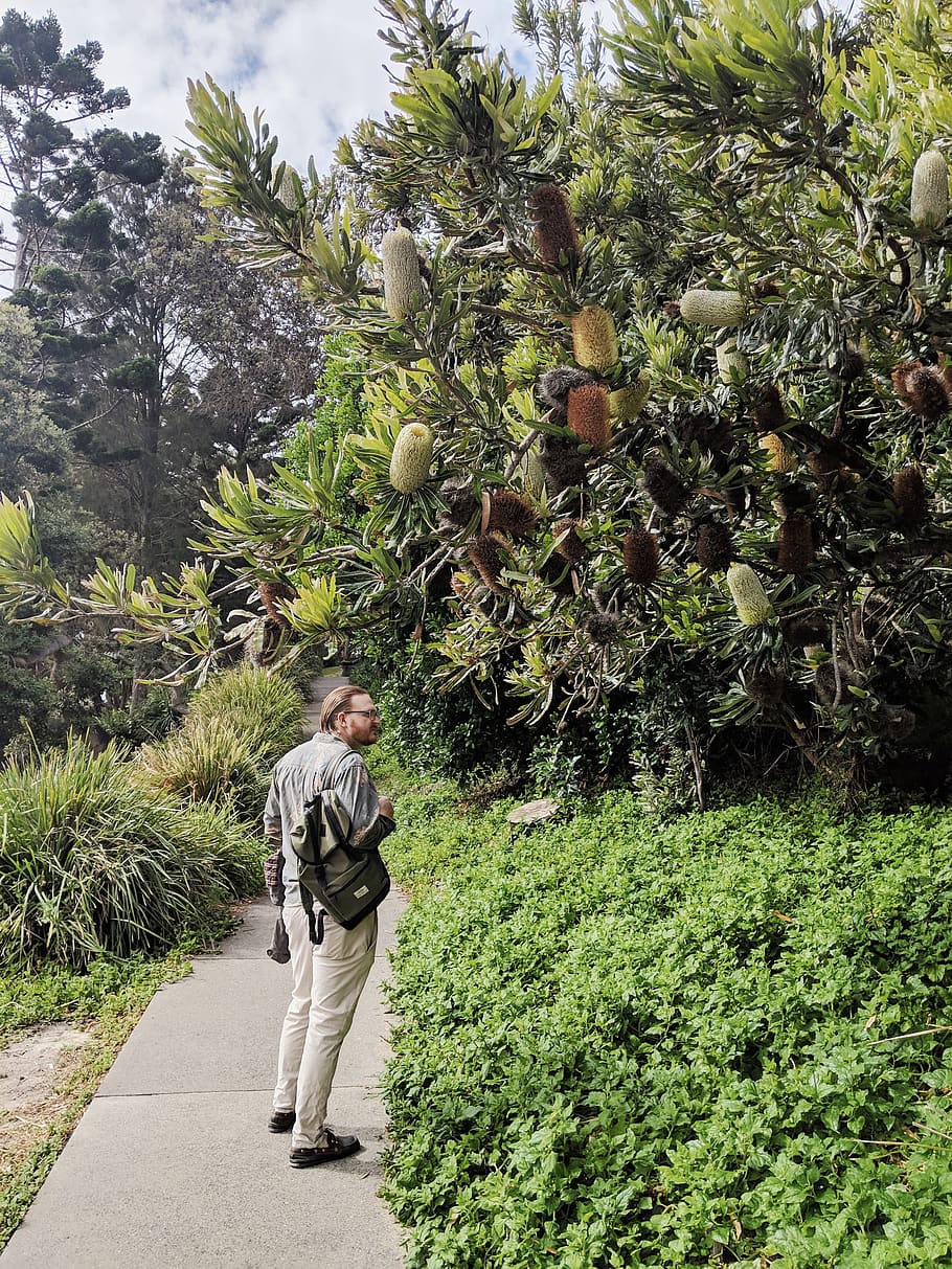 Man Walking On Path Near Tree, person, plants, trees, full length HD wallpaper