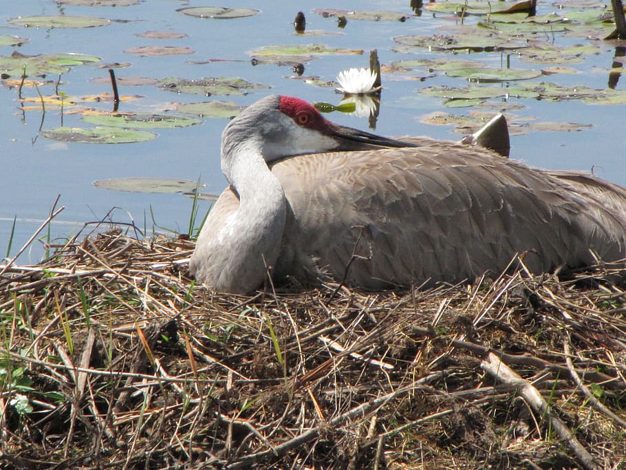 sandhill, crane, nest, bird, florida, lake, water, resting