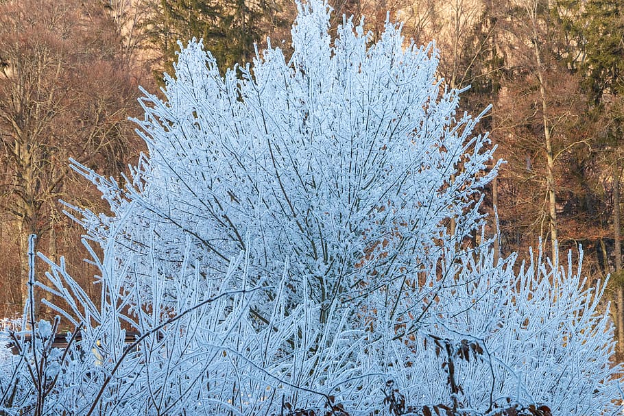 ripe, tree, scrub, frost, white, cold, icy, nature, snow, cold temperature HD wallpaper