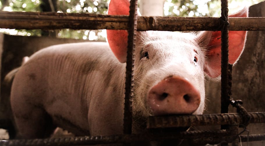 philippines, pinili, mammal, livestock, domestic animals, animal themes HD wallpaper