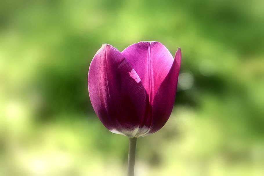Purple Flower, bloom, blur, close-up, delicate, flora, focus HD wallpaper