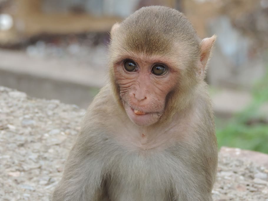 india, jaipur, monkey, primate, portrait, one animal, animal wildlife HD wallpaper