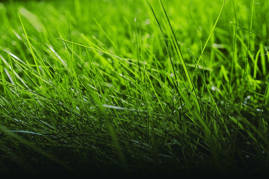 green color, grass, plant, growth, field, land, nature, selective focus HD wallpaper