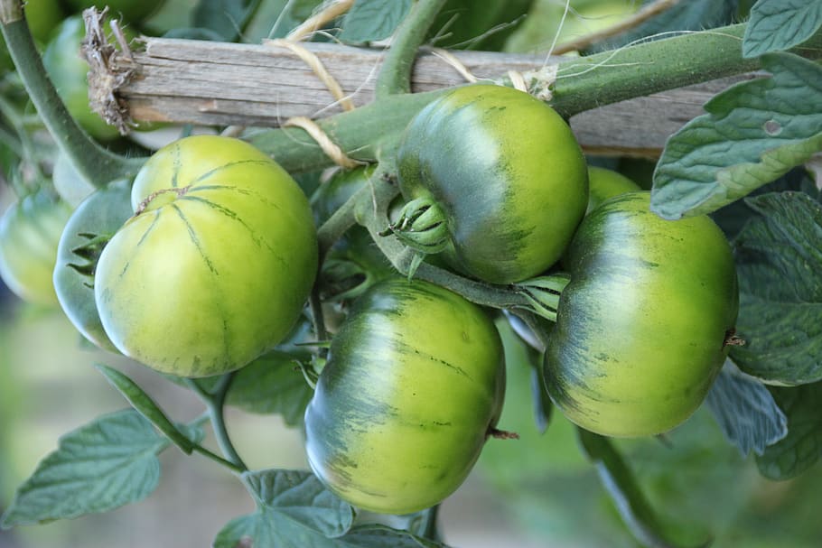 germany, bad windsheim, green, tomatoes, food, vegetables, food and drink HD wallpaper