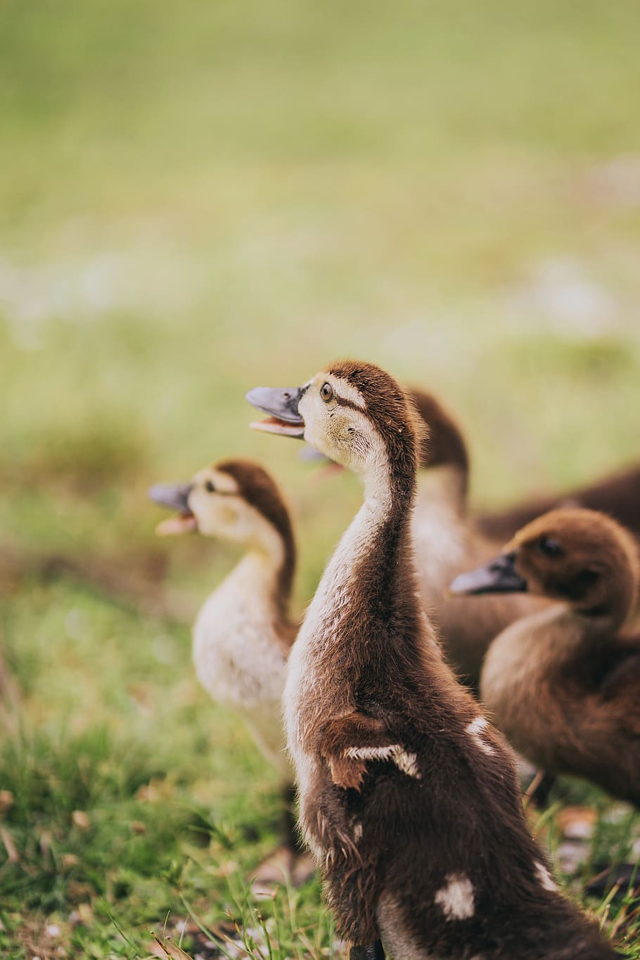 brown ducklings, animal, bird, goose, beak, fur, ducks, wing HD wallpaper