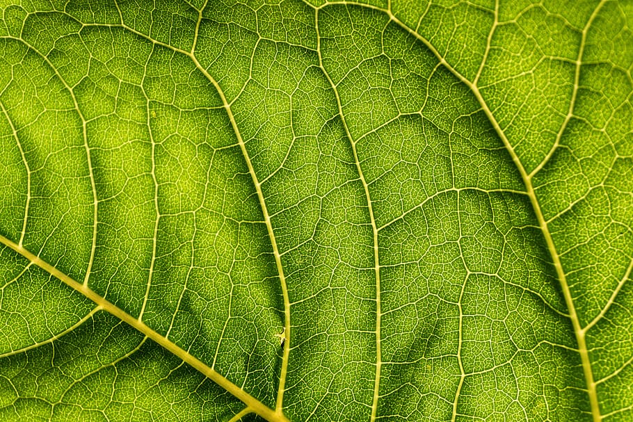green leaf, vein, close up, nature, outdoors, macro, wildlife HD wallpaper