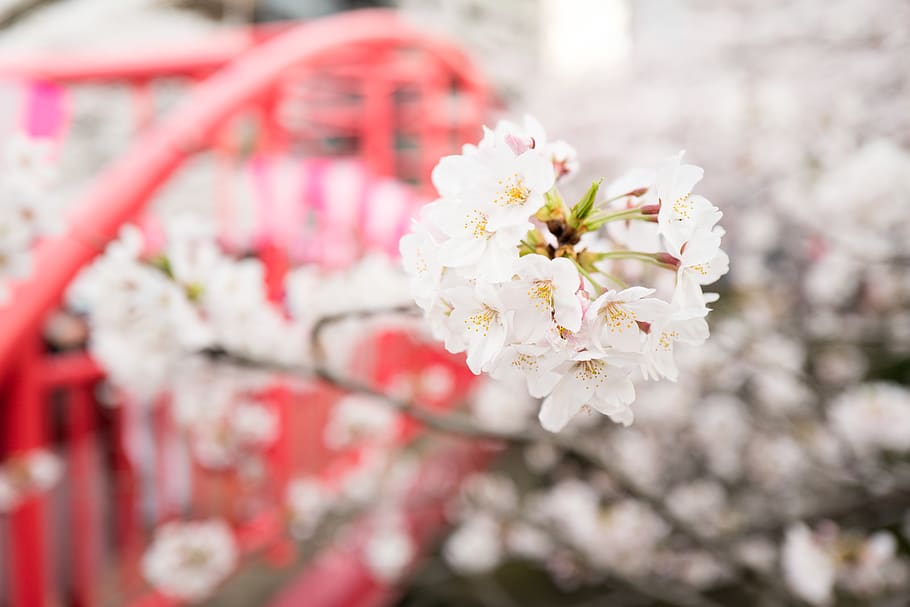 flowering plant, fragility, freshness, blossom, vulnerability HD wallpaper