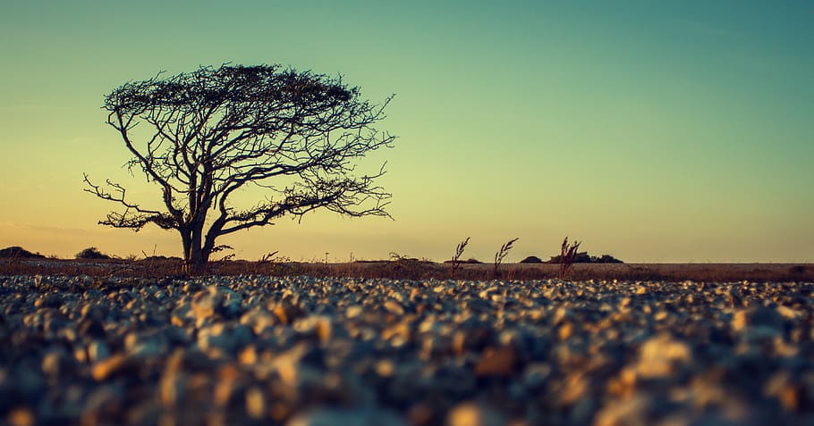 landscape, tree, stone, gradient, wind, sky, tranquility, clear sky HD wallpaper