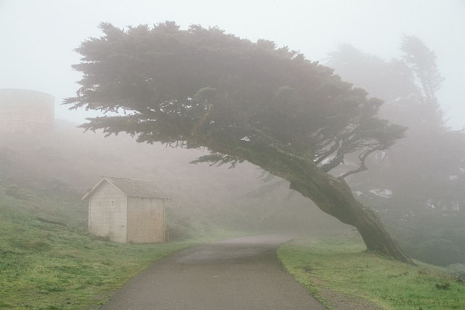 point reyes, united states, tree, california, fog, beach, moody