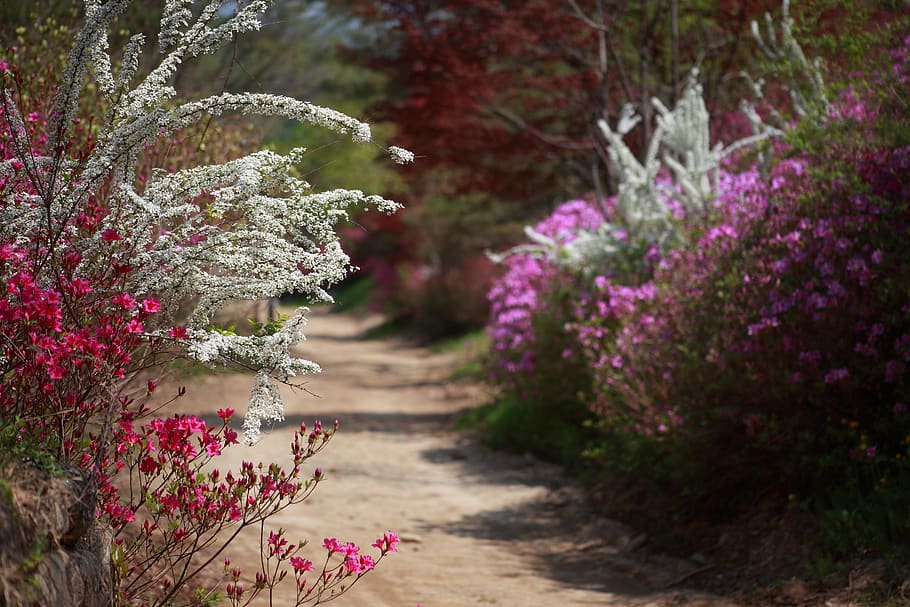spring, spring landscape, korea, flowers, republic of korea HD wallpaper