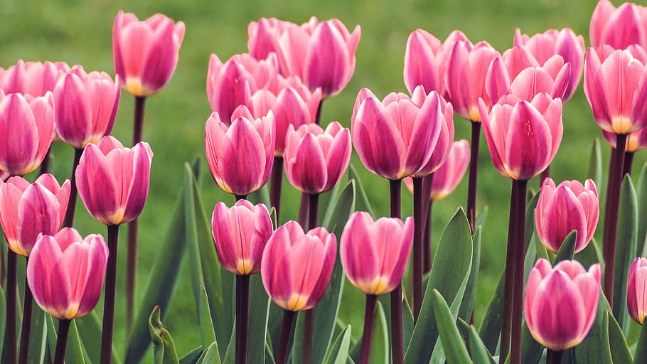 tulips, flowers, spring, spring flowers, tulip field, pink HD wallpaper